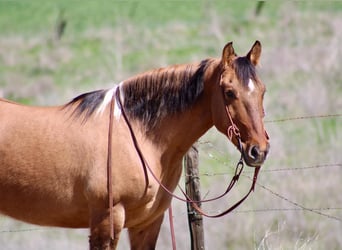 American Paint Horse, Wallach, 10 Jahre, 147 cm, Tobiano-alle-Farben