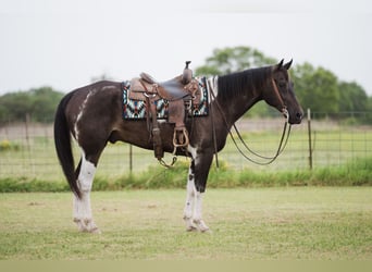 American Paint Horse, Wallach, 10 Jahre, 152 cm, Schecke