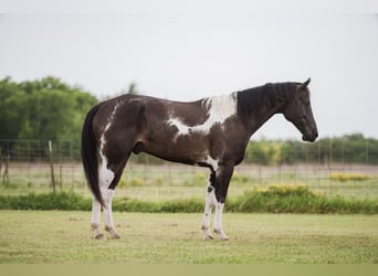 American Paint Horse, Wallach, 10 Jahre, 152 cm, Schecke