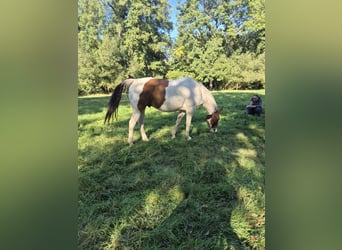 American Paint Horse, Wallach, 10 Jahre, 152 cm, Tobiano-alle-Farben