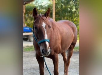 American Paint Horse, Wallach, 10 Jahre, 160 cm, Fuchs