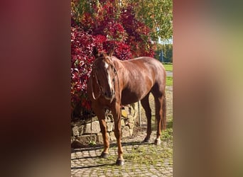 American Paint Horse, Wallach, 10 Jahre, 160 cm, Fuchs
