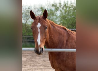 American Paint Horse, Wallach, 10 Jahre, 160 cm, Fuchs