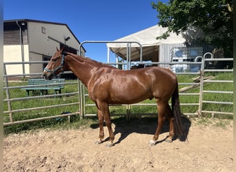 American Paint Horse, Wallach, 10 Jahre, 160 cm, Fuchs