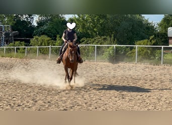 American Paint Horse, Wallach, 10 Jahre, 160 cm, Fuchs