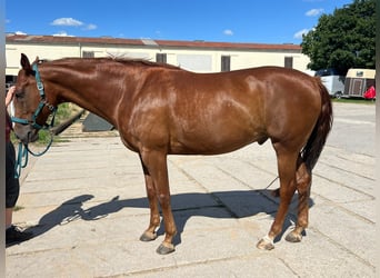 American Paint Horse, Wallach, 10 Jahre, 160 cm, Fuchs