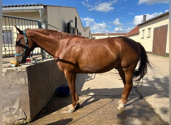 American Paint Horse, Wallach, 10 Jahre, 160 cm, Fuchs