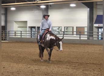 American Paint Horse, Wallach, 10 Jahre, 163 cm, Dunkelfuchs