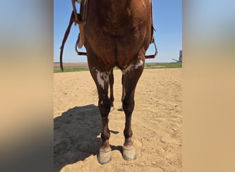 American Paint Horse, Wallach, 10 Jahre, 163 cm, Dunkelfuchs