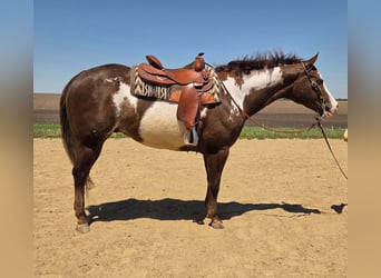 American Paint Horse, Wallach, 10 Jahre, 163 cm, Dunkelfuchs