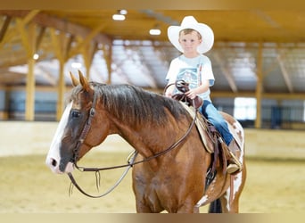 American Paint Horse, Wallach, 10 Jahre, Schecke