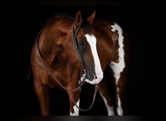 American Paint Horse, Wallach, 10 Jahre, Schecke