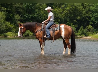 American Paint Horse, Wallach, 10 Jahre, Schecke