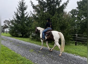 American Paint Horse, Wallach, 10 Jahre, Schecke