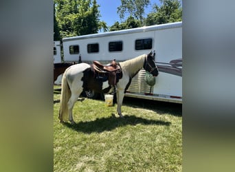 American Paint Horse, Wallach, 10 Jahre, Schecke