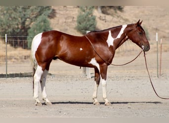 American Paint Horse, Wallach, 10 Jahre, Tobiano-alle-Farben