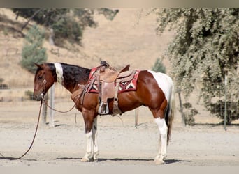American Paint Horse, Wallach, 10 Jahre, Tobiano-alle-Farben