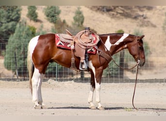 American Paint Horse, Wallach, 10 Jahre, Tobiano-alle-Farben