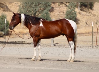 American Paint Horse, Wallach, 10 Jahre, Tobiano-alle-Farben