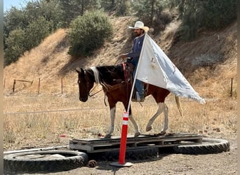American Paint Horse, Wallach, 10 Jahre, Tobiano-alle-Farben