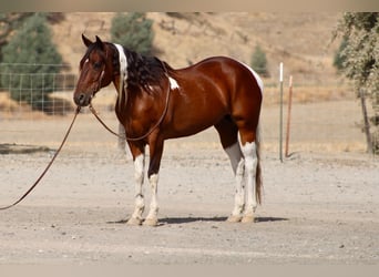 American Paint Horse, Wallach, 10 Jahre, Tobiano-alle-Farben