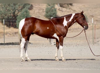 American Paint Horse, Wallach, 10 Jahre, Tobiano-alle-Farben