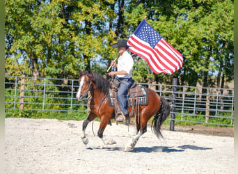 American Paint Horse, Wallach, 10 Jahre, Tobiano-alle-Farben