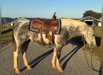 American Paint Horse, Wallach, 11 Jahre, 142 cm, Schimmel