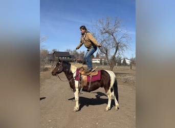 American Paint Horse, Wallach, 11 Jahre, 142 cm, Tobiano-alle-Farben