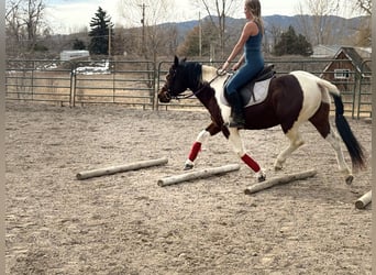 American Paint Horse, Wallach, 11 Jahre, 142 cm, Tobiano-alle-Farben