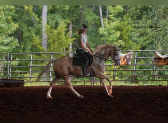 American Paint Horse, Wallach, 11 Jahre, 145 cm, Schecke