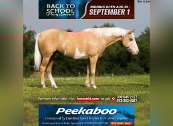 American Paint Horse, Wallach, 11 Jahre, 145 cm, Schecke