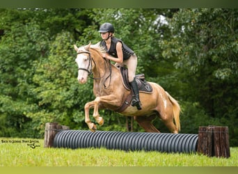 American Paint Horse, Wallach, 11 Jahre, 145 cm, Schecke