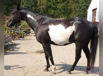 American Paint Horse, Wallach, 11 Jahre, 149 cm, Overo-alle-Farben