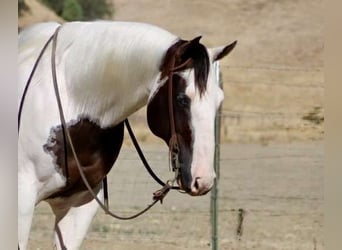 American Paint Horse, Wallach, 11 Jahre, 150 cm, Tobiano-alle-Farben