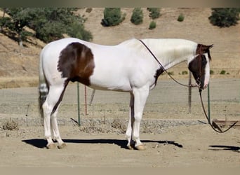 American Paint Horse, Wallach, 11 Jahre, 150 cm, Tobiano-alle-Farben
