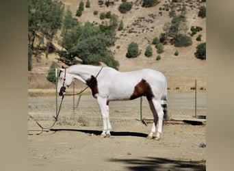 American Paint Horse, Wallach, 11 Jahre, 150 cm, Tobiano-alle-Farben