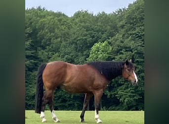 American Paint Horse, Wallach, 11 Jahre, 152 cm, Brauner