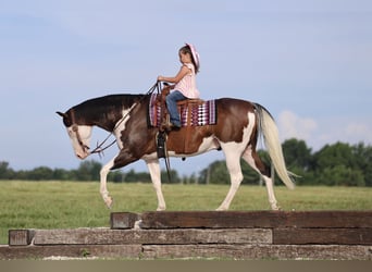 American Paint Horse, Wallach, 11 Jahre, 152 cm, Overo-alle-Farben