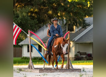 American Paint Horse, Wallach, 11 Jahre, 152 cm, Schecke