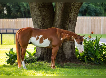 American Paint Horse, Wallach, 11 Jahre, 152 cm, Schecke