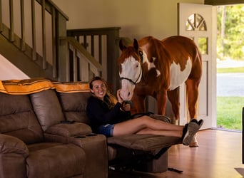 American Paint Horse, Wallach, 11 Jahre, 152 cm, Schecke