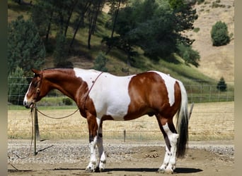 American Paint Horse, Wallach, 11 Jahre, 152 cm, Tobiano-alle-Farben