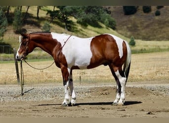 American Paint Horse, Wallach, 11 Jahre, 152 cm, Tobiano-alle-Farben