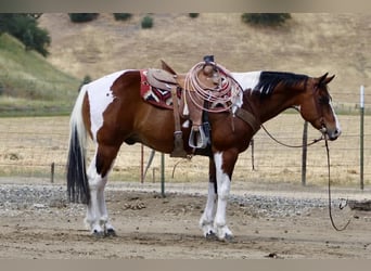 American Paint Horse, Wallach, 11 Jahre, 152 cm, Tobiano-alle-Farben