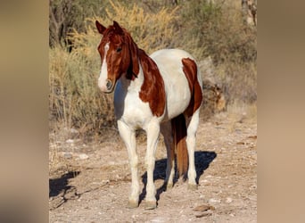 American Paint Horse, Wallach, 11 Jahre, 152 cm, Tobiano-alle-Farben