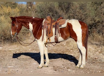 American Paint Horse, Wallach, 11 Jahre, 152 cm, Tobiano-alle-Farben