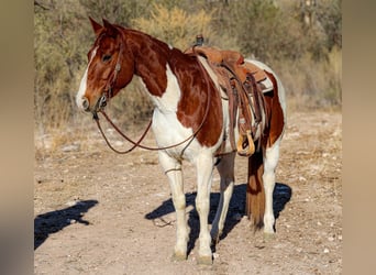 American Paint Horse, Wallach, 11 Jahre, 152 cm, Tobiano-alle-Farben