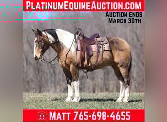 American Paint Horse, Wallach, 11 Jahre, 155 cm, Buckskin