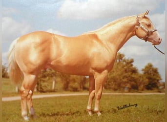 American Paint Horse, Wallach, 11 Jahre, 155 cm, Palomino